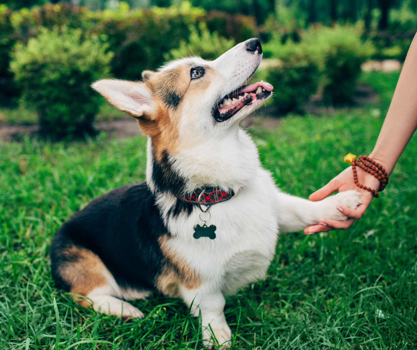 seattle dog trainer seattle dog trainer