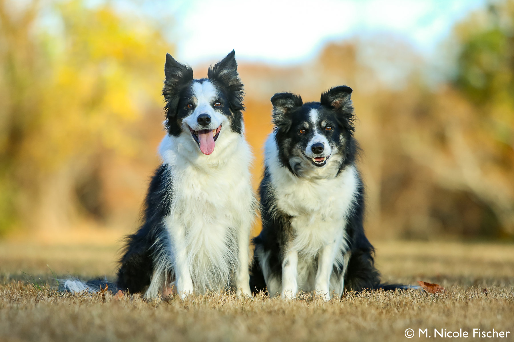 in-home dog training in-home dog training