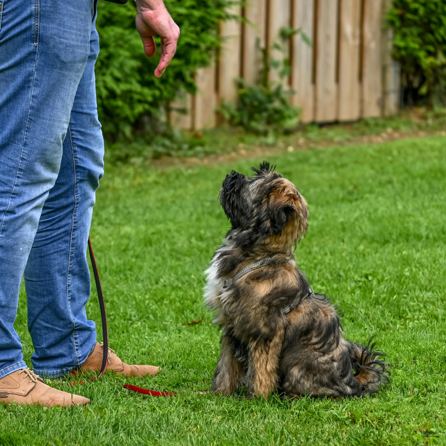 dog obedience training seattle