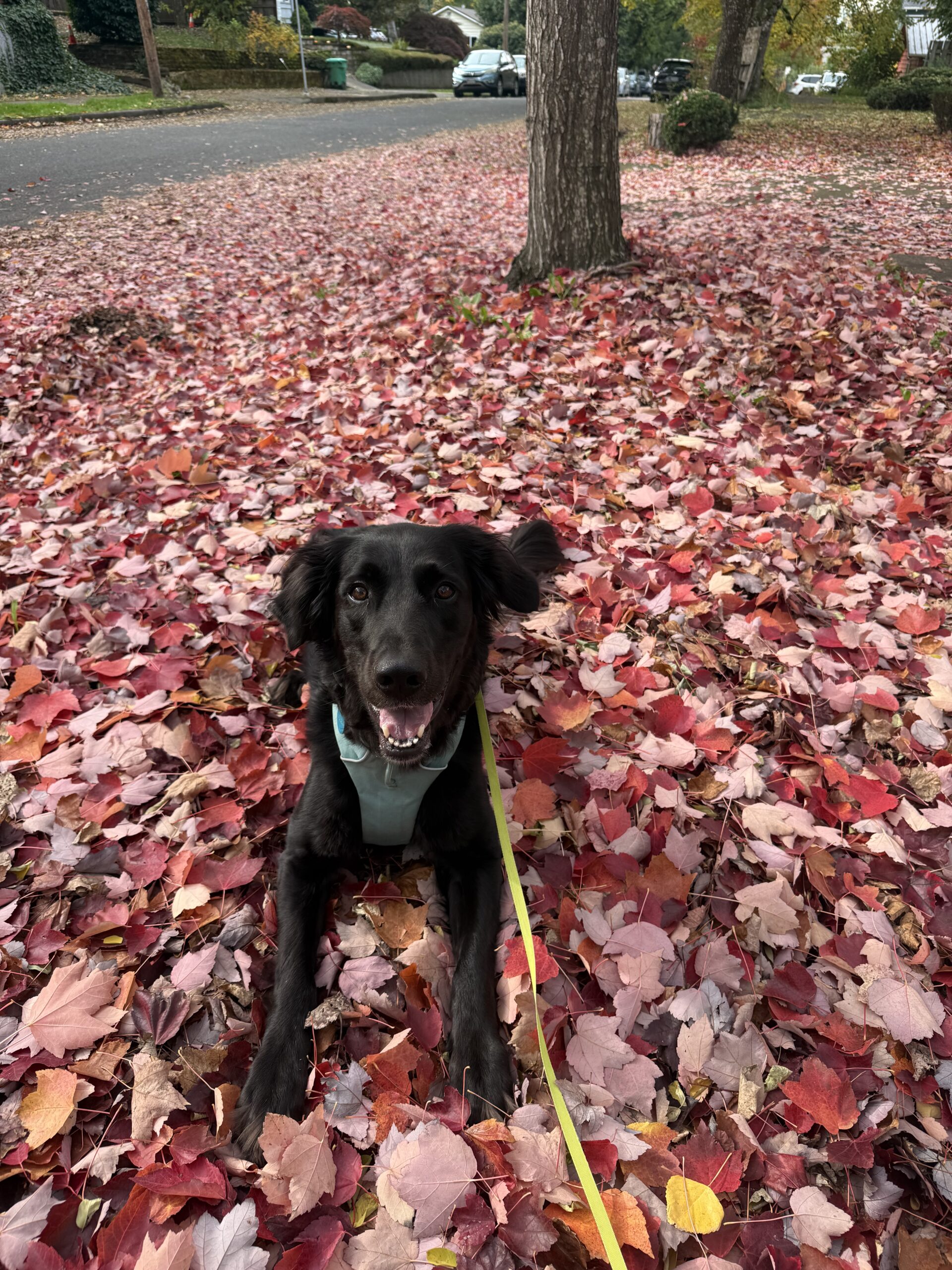 seattle board and train