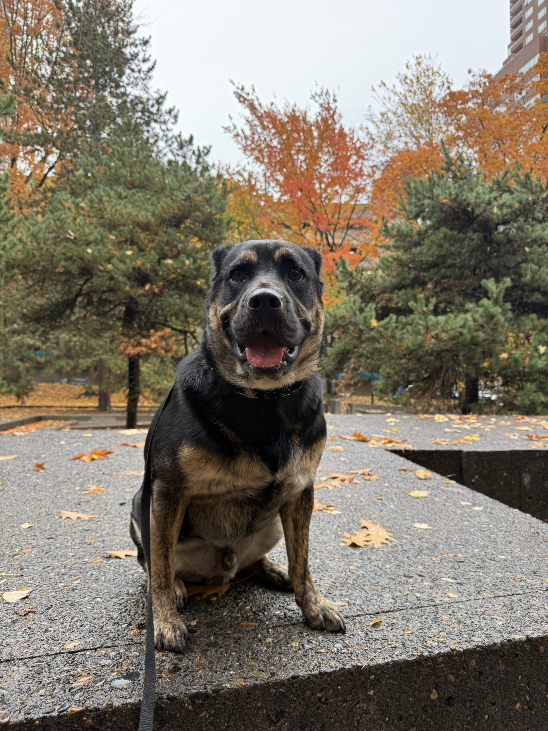 seattle board and train